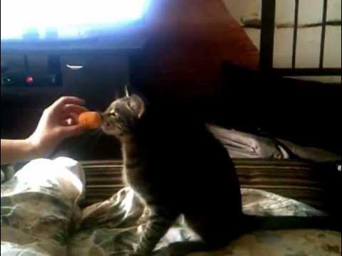 кот-апперкот - YouTube