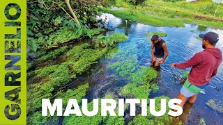Mauritius- Vol. 3 Garnelen im Pflanzenparadies.