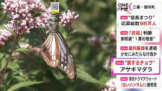渡り鳥のように1千キロ以上移動…旅する蝶『アサギマダラ』飛来 200匹