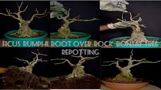 #Ficus Rumphi root over rock bonsai tree wiring & repotting step by step #root over rock style #