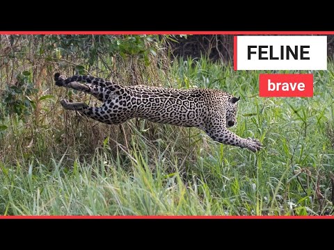The incredible moment a jaguar and a caiman battle | SWNS TV