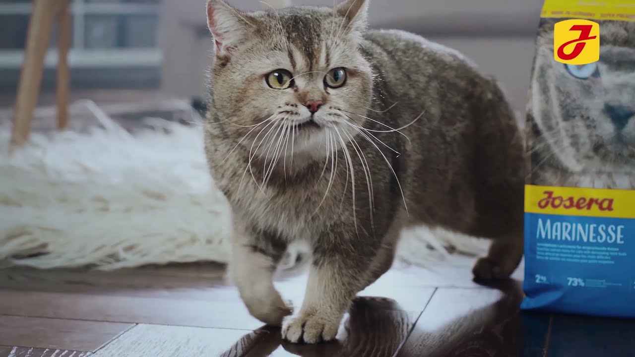 Josera Petfood| Super Premium Τροφή για παιχνιδιάρες γάτες