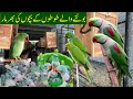 Alexandrine Parrot | Green Ringneck,Yellow Ringneck,Raw,Blue & White Ringneck Parrot Chicks