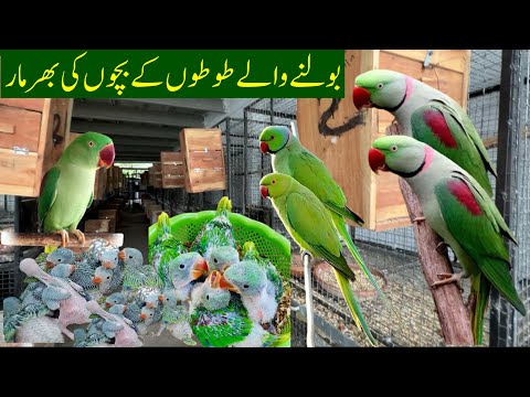 Alexandrine Parrot | Green Ringneck,Yellow Ringneck,Raw,Blue & White Ringneck Parrot Chicks 