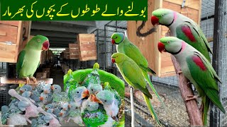 Alexandrine Parrot | Green Ringneck,Yellow Ringneck,Raw,Blue & White Ringneck Parrot Chicks