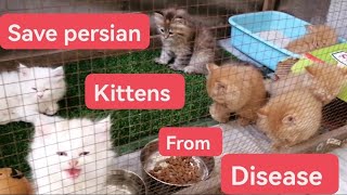 Persian kitten care | How to save kittens from diseases | Urdu Hindi by Cats & birds club Fz 2,484 views 6 months ago 12 minutes, 56 seconds