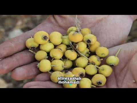 خواص ومضرات زالزالک