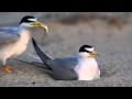 Nesting Least Terns