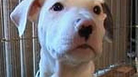 HSUS Guide to Puppy Crate Training