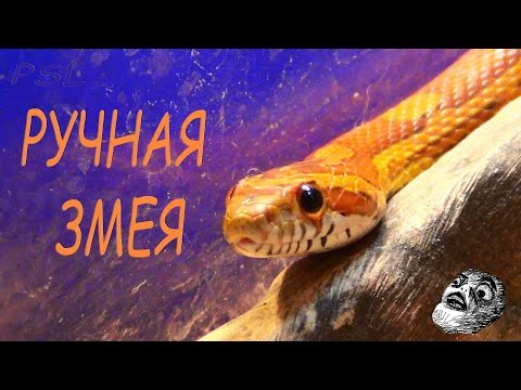 Видео: Руководство по домашним змеям: как долго живут змеи и многое другое