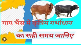  गाय भैंस में हीट के लक्षण और कृत्रिम गर्भाधान का सही समय जानिए dr mandloi