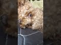 日本一かわいいトイプードル