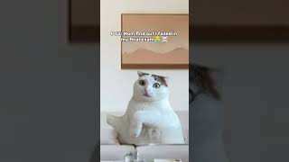 Mom's REALLY mad at me😭☠️ #cat #fail #mom #memes #youtubeshorts