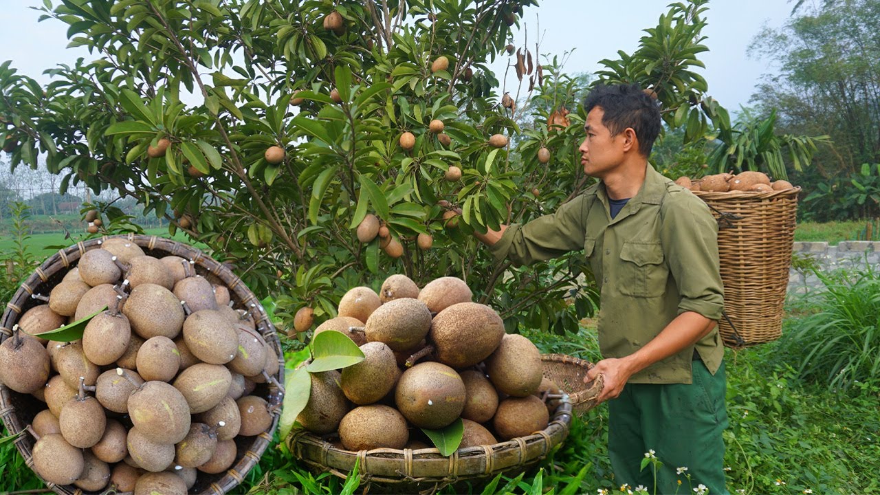 Harvesting sapodilla fruits to sell at the market, continuing to garden ...