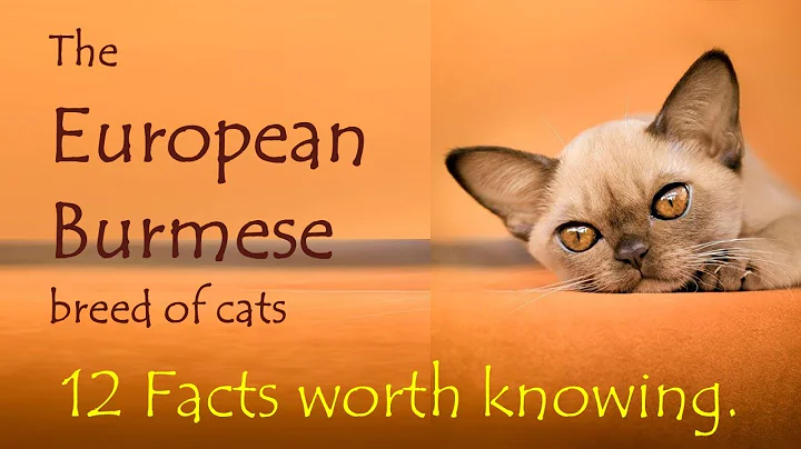 Video 1232951: burmese cat breed, european burmese cat, burmese cat facts