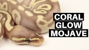 Morph Guide #13: The Coral Glow Mojave Ball Python - Benjamin