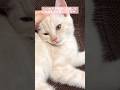 ゴロゴロが止まらない子猫【登録者1万人ありがとうございます！✨】　#テアタイム