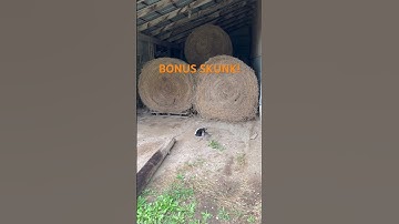 SKUNK IN THE HAY BARN! Depredation Trapping! #duketraps