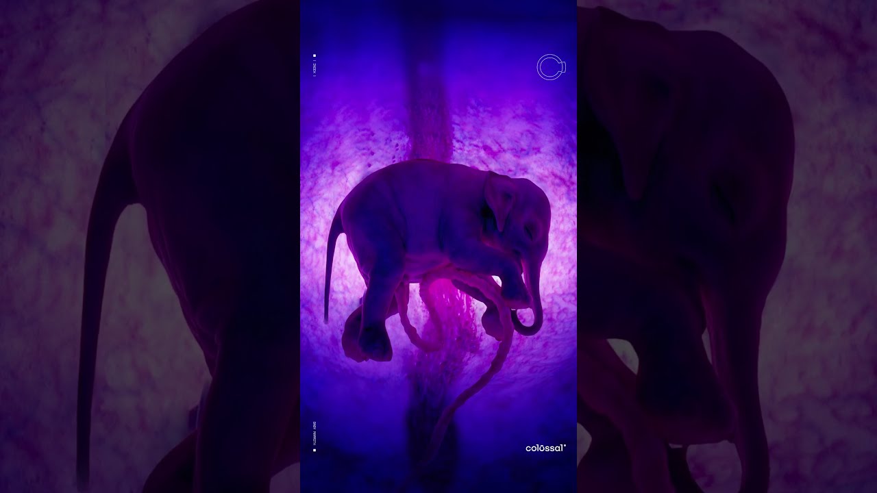 Woolly Mammoth In The Making