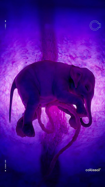 Woolly Mammoth in the Making