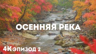 Звуки осени 4K HDR | Горная река, красочные листья и ветер - Красивая природа без музыки - Эпизод 2
