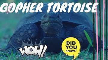 Gopher Tortoise facts