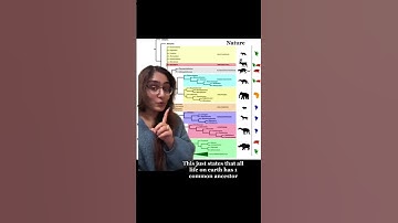 We did NOT come from Apes! (How evolution works)