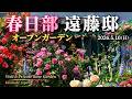 【春日部】遠藤邸オープンガーデン|美しい個人邸の春バラ庭園 Beautiful Private Rose Garden【4K】