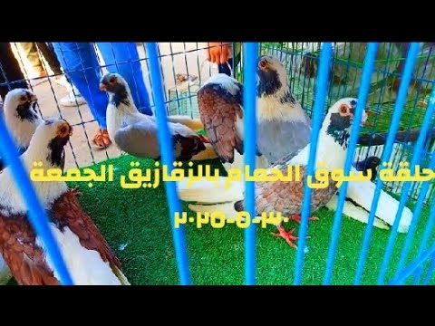 حلقة سوق الحمام بالزقازيق انواع الحمام واسعاره الجمعة ٣٠ ٥ ٢٠٢٥ مشاهدة ممتعة