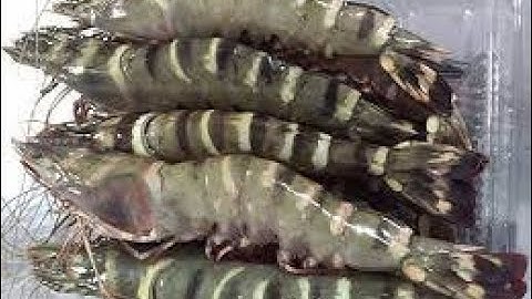 Mô hình nuôi tôm sú quảng canh kết hợp với cá đối mục