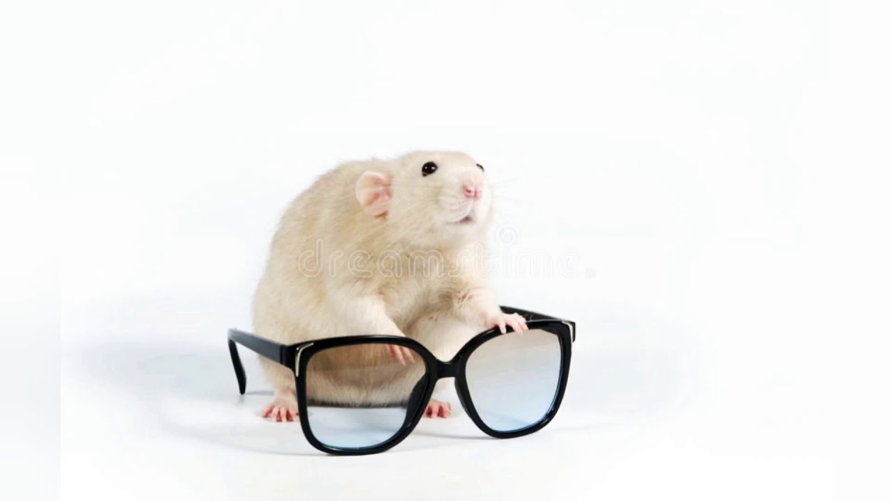 Зрение мыши. Крыса в солнечных очках. Зрение мышки. Слепая мышь в очках. Крысы модные в очках.