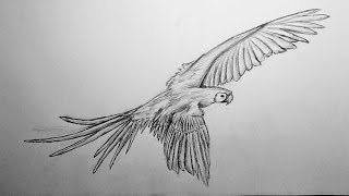 Light Fever's Drawing Tutorial: Scarlet Macaw (TIME LAPSE)