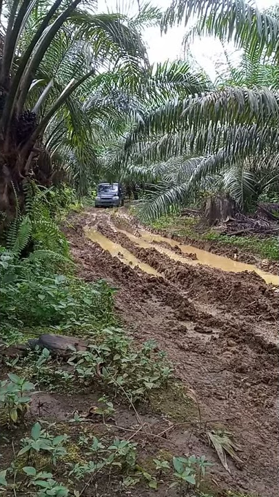 Pickup Granmax muatan sawit jalan berlumpur