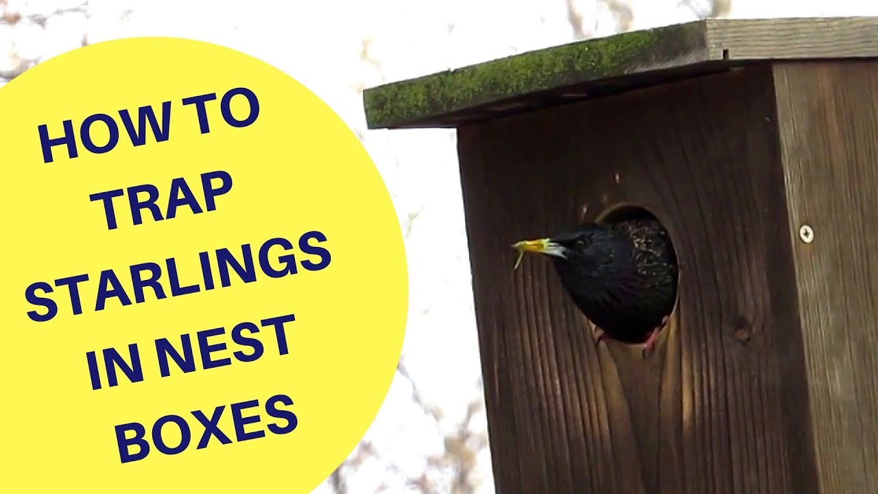 How to Trap Starlings in a Nest Box 2018 - YouTube