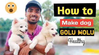 How to make your dog Healthy? Like kaju Sweety