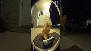 Guess the song?? #cat #funny #memes #ai #tiktok #music