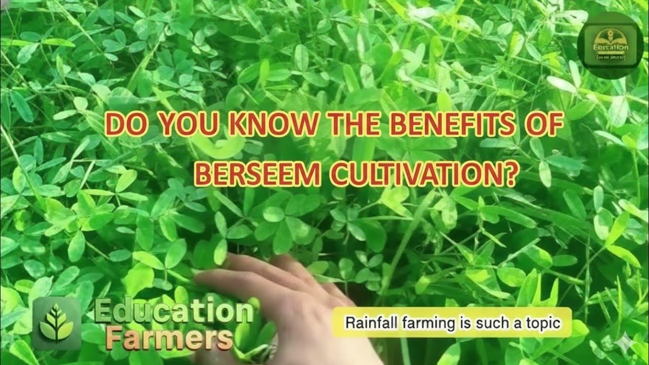 बरसीम: पशुओं का संपूर्ण आहार और मिट्टी की उर्वरता बढ़ाने वाली चमत्कारी ...