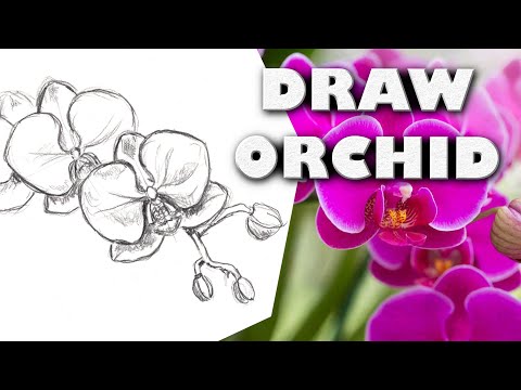 Video: How To Draw An Orchid