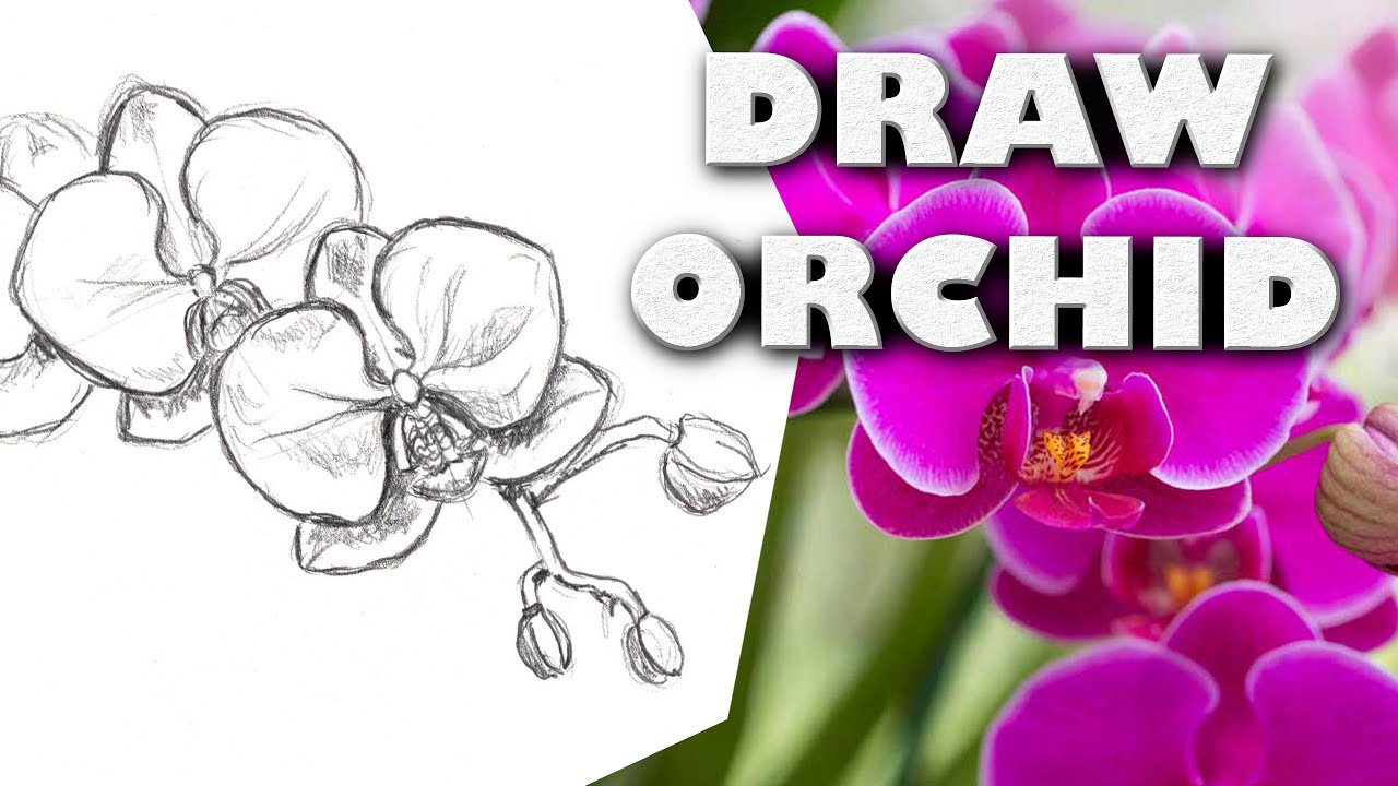 HOW TO DRAW AN ORCHID Step by Step Drawing Tutorial. Guided realistic