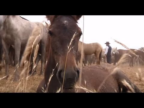 Por los terrenos del Caballo: saca de yeguas