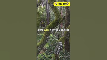 The Mysterious Crooked Forest of Poland