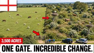 Download Lagu How One Bankrupt English Baron Closed the Gate on 3,500 Acres and a Stork Came Back After 604 Years Download Lagu How One Bankrupt English Baron Closed the Gate on 3,500 Acres and a Stork Came Back After 604 Years