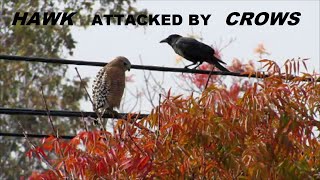 Famous Red Shouldered Hawk vs Crows ~ American Crows Attack Hawk ~ Nature Shared Wealth