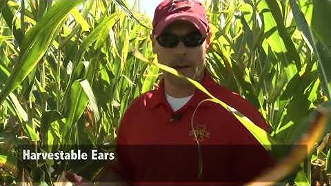 Estimating Corn Yield Potential