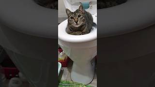 Кошка нашла работу в самом прибыльном бизнесе для людей😉 Хочешь в туалет, плати😂