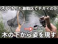 【激戦区】スレきった人気河川でデカイのが食ってきた...