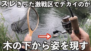 【激戦区】スレきった人気河川でデカイのが食ってきた...