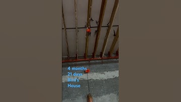 Swiftlet farming 🇵🇭