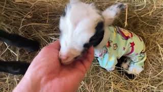 TINY Baby goat is SMALLER than our CHICKENS - and LOVES Them! 1st FRIENDS!  1st PAJAMAS!  1st STEPS!