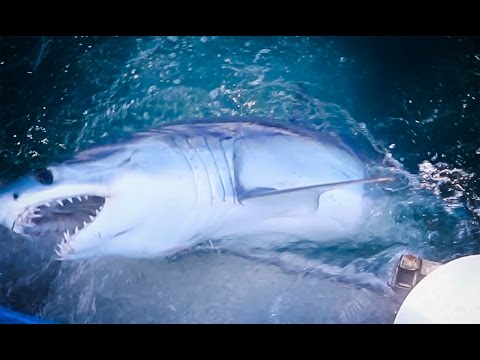 Shark Fishing Nova Scotia - Mako Breach